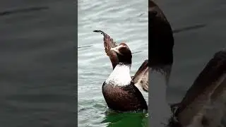 Atlantic Common Eider flapping #birds #nature #shorts