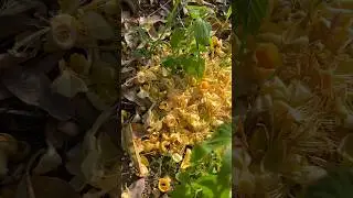 Musa King Durian Flowers Tips for Growing and Caring Effectively