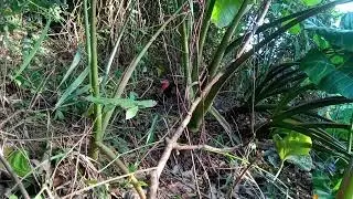 ANG PAGBABALIK!!🐓🐓#IDOLHUNTER🤫