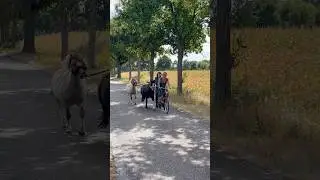 Tandem ride with Super Madoc, Super Ivy Boy and my mom 😌 #horse #equestrian #bike #bikelover #pferd