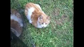 The Cat Park (Kennedy Park) in Lima, Peru