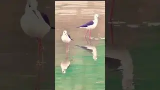Black-winged stilts | black-winged stilt #bird #nature #bird