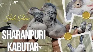 “Pramod Bhai Ke Sharanpuri — Jitni Tareef Utna Kam!”