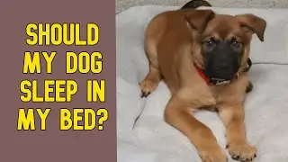 Should I Let my Dog Sleep in my Bed?