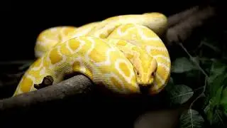 No Copyright Yellow Snake | Stock Footage Video | Royalty Free