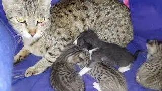 CAT's Desperate Escape Attempt Ends in Tragedy!