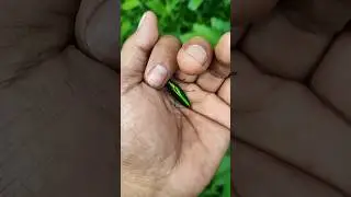 It is the Smaller shiny jewel beetle part 2#beautifulinsects #nature #anyuniqueanimals #insects