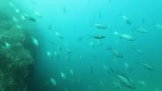 Bait Fish Swimming Around Stock Video