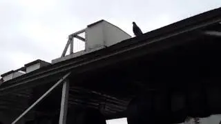 La bayita consang tranco el palomo