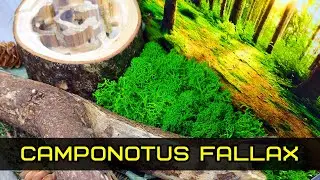 Camponotus fallax: обзор, описание, содержание и заселение в деревянный формикарий