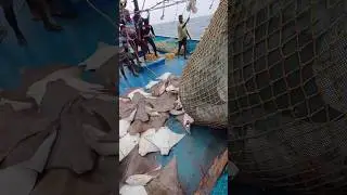 Fisherman's are afraid To Catch Millions Of Fishes Now 🦈