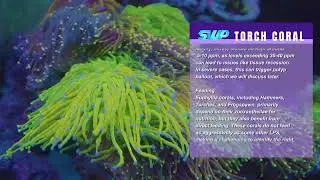 Все о: Torch Coral Euphyllia Glabrescens
