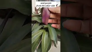 RHOEO PLANT #shorts #plants #rhoeoplant #youtubeshorts