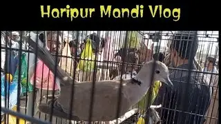 Haripur Birds Mandi Vlog