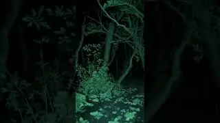 Did You See That?! 👻 Ghost Caught on Night Vision  #shorts