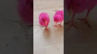 pink Chick's 🐥🐤 #chuzy #chicks #birds #ytshorts #viralvideo #shorts