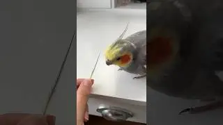 Yums Can&rsquo;t Part With His Crest Feather #parrot #cockatiel #bird