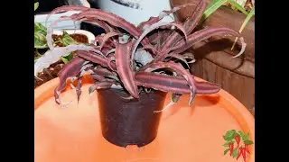 Earth Star Plant Care Complete Guide to Growing Cryptanthus