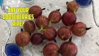 Как определить, созрел ли крыжовник?