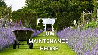 Planting A Hedge Of Lavender || Low Maintenance Hedge || Adding Plants To The Medicinal Garden