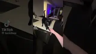 Cat-Handshake...