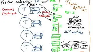 Positive Selection of T cells