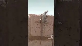 Watch what this Lizard does at the end ! #nature #reptiles #lizards #outside #coolanimals #yikes