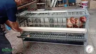 KANDANG AYAM SEHAT PETELUR BJ CENTRE