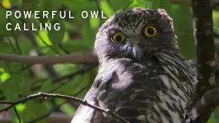 Powerful Owl calling - call heard through a forest at night.