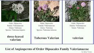 List of Angiosperms of Order Dipsacales Family Valerianaceae valerianella cornsalad patrinia bush