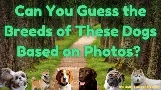 Can You Guess the Breed of These Cute Dogs? | Dog Lover's Quiz | Dog Breed | Part 1