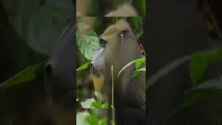 Mandrel Monkey #monkey #animals #nature #life