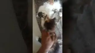 Calico Kittens | Persian kittens | Cat Boarding | Pets Service