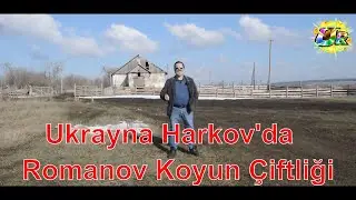 Ukrayna Harkov'da Romanov Koyun Çiftliği-Kuzu makinaları