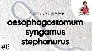 Oesophagostomum, Syngamus, Stephanurus (Part 6) | veterinary parasitology