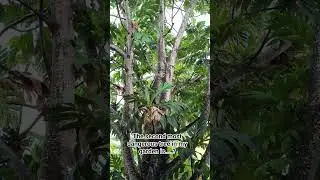Breadfruit, one of the most versatile trees in my yard.