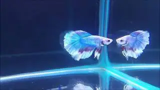 SOLD, Mediterranean Bouquet HM Male Betta, Shrimplovers Australia