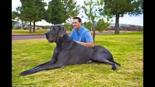 Le plus grand chien du monde