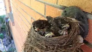 Robin Baby Birds - One Week Later, Part 2