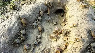 Awesome Quick CrabTrap  Build Pvc Pipe With Big Plastic To Catch A Lot Of Crabs That Work 100%