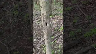 WHAT Used To Live In That HOLE?#shorts #tree #nature #trees
