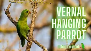Vernal Hanging Parrot | Indian Lorikeet | Loriculus vernalis  #parrot #parakeet