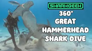 360 VR Great Hammerhead Sharks in Bimini Bahamas (2025)