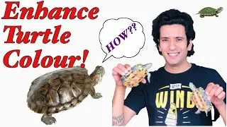Best Food for Turtle Colour | Enhance Turtle Colour | How to enhance Turtle skin| Turtle Skin colour