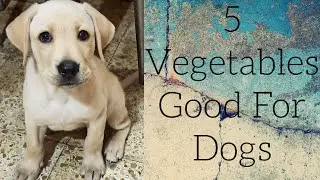 5 vegetables good for dogs.🐕🐕🐕🐕🥦🥦🥒🥒🥕🥕🥕🥬🥬🥬. #Labradorretriever #petlovers #doglovers #Labradordog