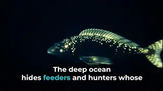 Deep ocean mysteries ￼