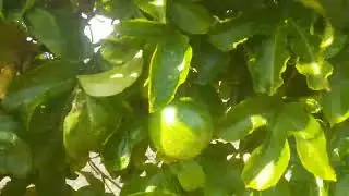 Paris filma tudo, mais um dia de colheita de laranja na chácara em Paripiranga Bahia 🗼🗼🗼