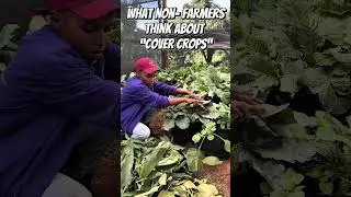 What are cover crops?#gardeningadvice #farming101 #agriculture