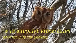 Weekly Smoky Mountains Wildlife video clips From the foothills of East Tennessee #18 