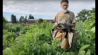 Wild Lettuce - How to Harvest with Michael Pilarski “Skeeter”